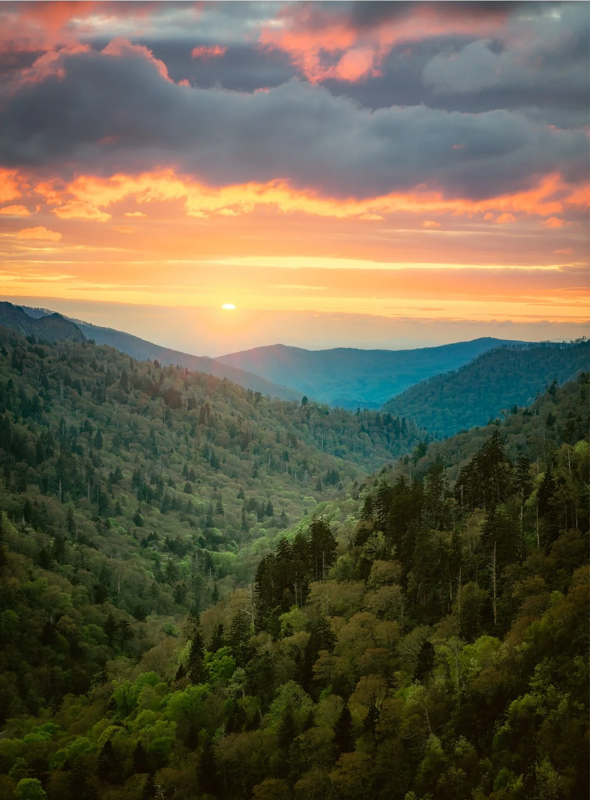 Great Smoky Mountains Spring Photo Tour 2025 — Mark Denney